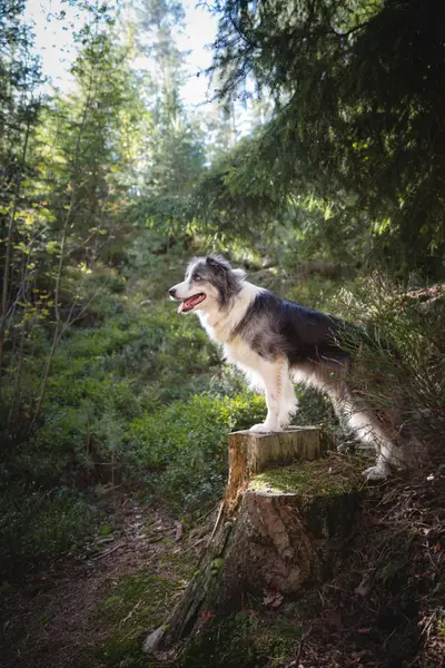 Focení zvířat Barbora Ulrychová - Fotografie č. 6