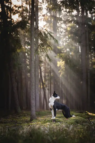 Focení zvířat Barbora Ulrychová - Fotografie č. 9