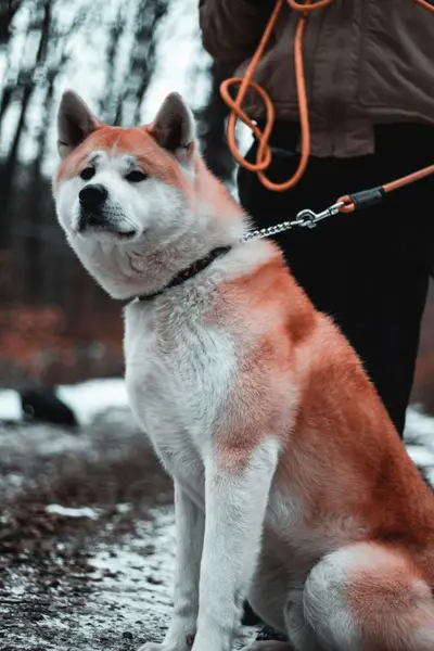Focení zvířat - Fotografie č. 2
