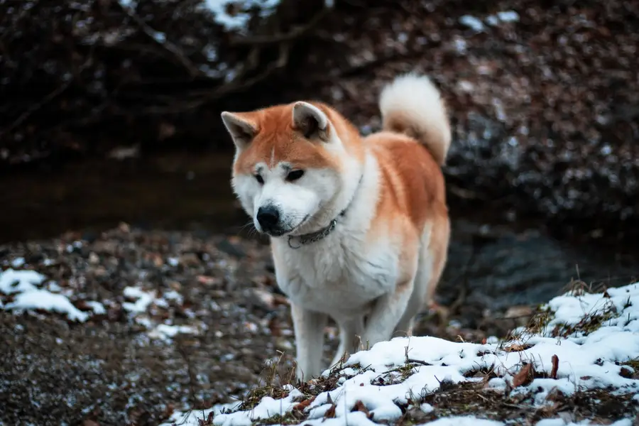 Focení zvířat - Fotografie č. 7