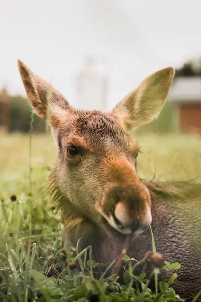 Focení zvířat David Havlíček - Fotografie č. 4
